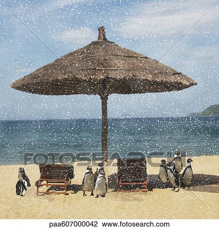 Snow falling on penguins on tropical beach View Large Photo Image Stock Image - Snow falling on penguins on tropical beach. Fotosearch