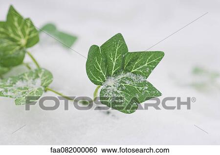 Fake ivy in snow View Large Photo Image Stock Image - Fake ivy in snow. Fotosearch