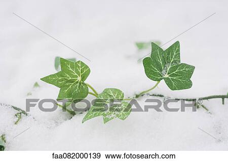 Stock Photo - Fake ivy in snow. Fotosearch