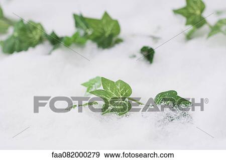 Fake ivy in snow View Large Photo Image Stock Photo - Fake ivy in snow. Fotosearch