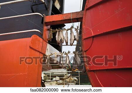 Fish hanging to dry on fishing boat View Large Photo Image Stock Image - Fish hanging to dry on fishing boat. Fotosearch