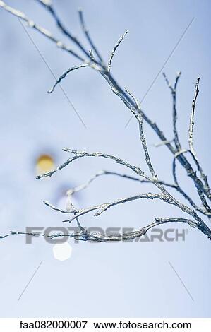Stock Photo - Silver branches. Fotosearch