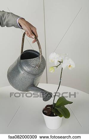 Stock Photo - Woman watering potted orchid, cropped. Fotosearch