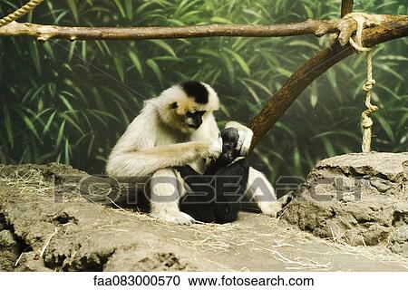 Grooming session between mother and baby monkey, Lincoln Park Zoo View Large Photo Image Stock Image - Grooming session between mother and baby monkey, Lincoln Park Zoo. Fotosearch