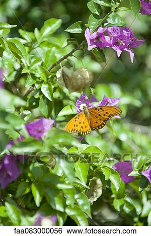 Stock Photograph - Gulf fritillary butterfly on flower. Fotosearch