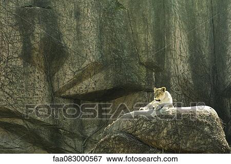 Lioness lying on a rock, Lincoln Park Zoo Chicago View Large Photo Image Stock Photo - Lioness lying on a rock, Lincoln Park Zoo Chicago. Fotosearch