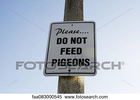 Signaling, do not feed the pigeons View Large Photo Image Stock Photography - Signaling, do not feed the pigeons. Fotosearch