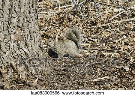 Squirrel in a tree, Chicago Lincoln Park View Large Photo Image Stock Photograph - Squirrel in a tree, Chicago Lincoln Park. Fotosearch