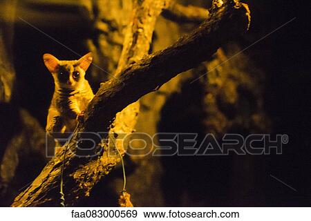 Sugar glider on a branch, Lincoln Park Zoo Chicago View Large Photo Image Stock Photo - Sugar glider on a branch, Lincoln Park Zoo Chicago. Fotosearch
