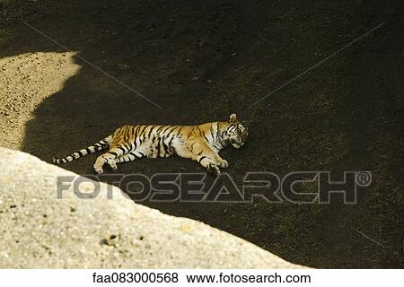 Tiger taking a nap, Lincoln Park Zoo Chicago View Large Photo Image Stock Photo - Tiger taking a nap, Lincoln Park Zoo Chicago. Fotosearch