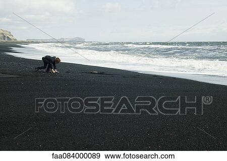 Boy picking up the black sand beach, Iceland View Large Photo Image Stock Photo - Boy picking up the black sand beach, Iceland. Fotosearch