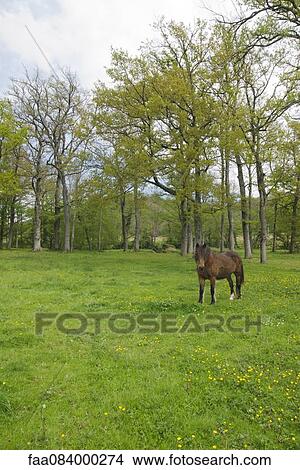 Brown horse in a meadow surrounded by trees View Large Photo Image Picture - Brown horse in a meadow surrounded by trees. Fotosearch