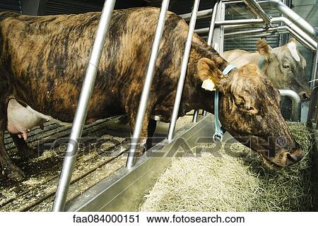 Cows eating hay in a barn, Iceland View Large Photo Image Stock Image - Cows eating hay in a barn, Iceland. Fotosearch