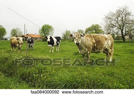 Four cows that look at the camera in a field, France View Large Photo Image Stock Image - Four cows that look at the camera in a field, France. Fotosearch