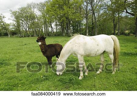 Horse and alpaca in a greenery View Large Photo Image Stock Photo - Horse and alpaca in a greenery. Fotosearch