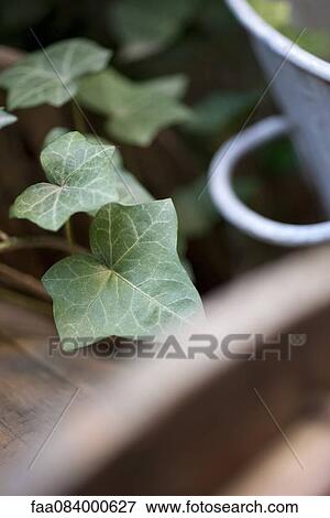 Ivy View Large Photo Image Stock Photo - Ivy. Fotosearch