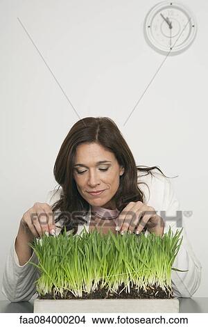 Mature businesswoman caring for wheatgrass plant View Large Photo Image Picture - Mature businesswoman caring for wheatgrass plant. Fotosearch