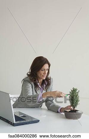 Mature businesswoman pruning bonsai tree at work desk View Large Photo Image Stock Photograph - Mature businesswoman pruning bonsai tree at work desk. Fotosearch