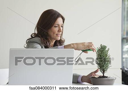 Mature businesswoman pruning bonsai tree View Large Photo Image Stock Image - Mature businesswoman pruning bonsai tree. Fotosearch