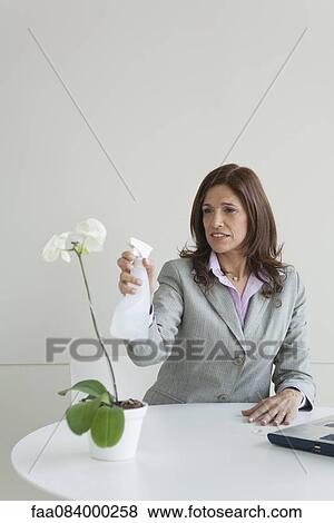 Mature businesswoman spraying water on orchid flowers View Large Photo Image Stock Photo - Mature businesswoman spraying water on orchid flowers. Fotosearch