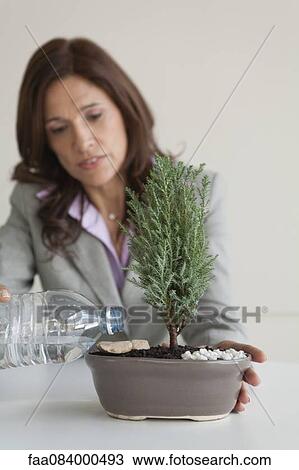 Mature businesswoman watering bonsai tree View Large Photo Image Stock Image - Mature businesswoman watering bonsai tree. Fotosearch