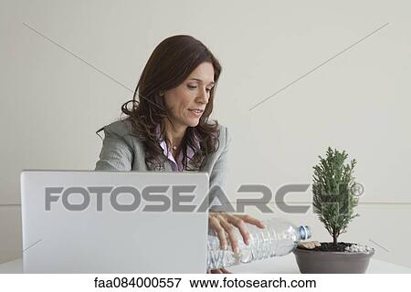 Mature businesswoman watering bonsai tree View Large Photo Image Stock Photo - Mature businesswoman watering bonsai tree. Fotosearch