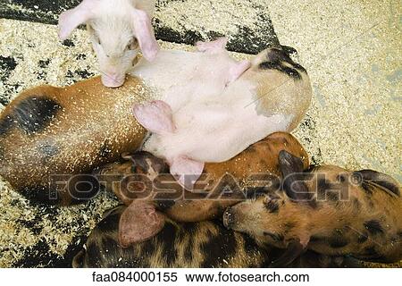 Pigs in a barn View Large Photo Image Stock Photography - Pigs in a barn. Fotosearch