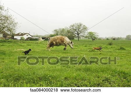 Race between dogs and cows in a green field, France View Large Photo Image Stock Photo - Race between dogs and cows in a green field, France. Fotosearch