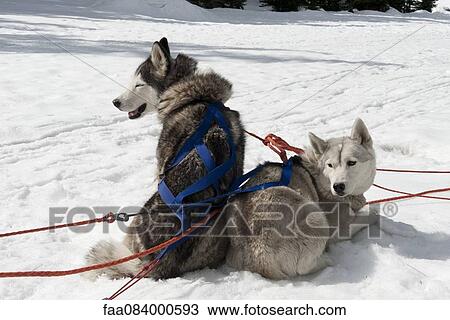 Sled dogs sitting on snow View Large Photo Image Stock Image - Sled dogs sitting on snow. Fotosearch