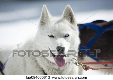 Sled husky View Large Photo Image Stock Image - Sled husky. Fotosearch