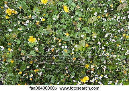 Wildflowers, full frame View Large Photo Image Stock Photography - Wildflowers, full frame. Fotosearch
