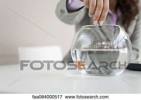 Woman feeding goldfish, mid section View Large Photo Image Stock Photo - Woman feeding goldfish, mid section. Fotosearch