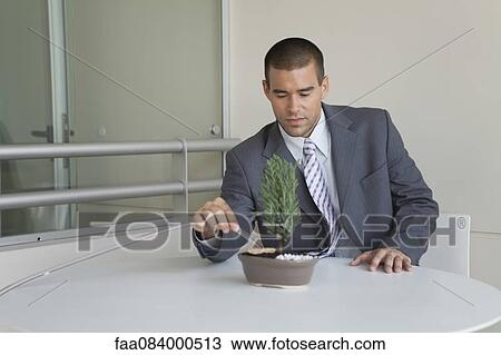 Young businessman maintaining bonsai tree View Large Photo Image Stock Image - Young businessman maintaining bonsai tree. Fotosearch