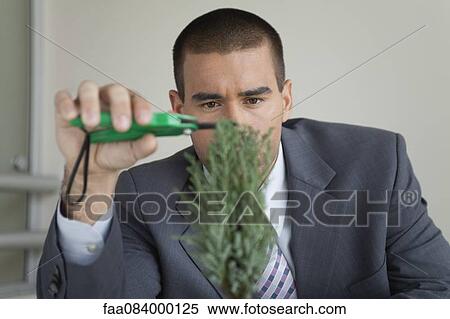 Young businessman pruning bonsai tree View Large Photo Image Stock Photography - Young businessman pruning bonsai tree. Fotosearch