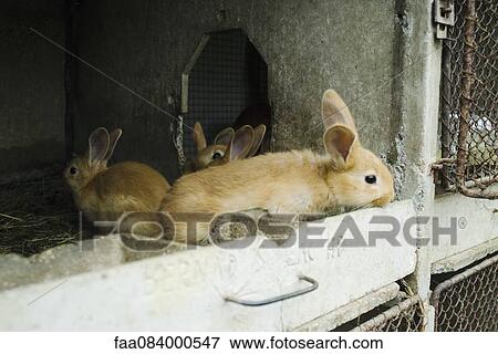 Young rabbits in their hutches View Large Photo Image Stock Photo - Young rabbits in their hutches. Fotosearch