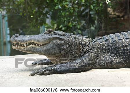 Alligator lying on stomach View Large Photo Image Stock Photo - Alligator lying on stomach. Fotosearch