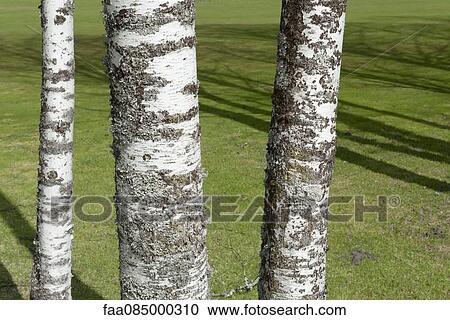 Birch trunks View Large Photo Image Stock Image - Birch trunks. Fotosearch