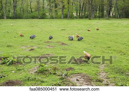 Chickens and guinea fowls pecking in a meadow View Large Photo Image Stock Image - Chickens and guinea fowls pecking in a meadow. Fotosearch