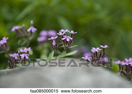 Stock Photography - Delicate flowers. Fotosearch