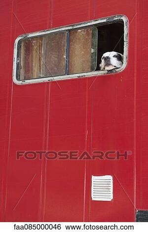 Dog looking out window View Large Photo Image Stock Photograph - Dog looking out window. Fotosearch