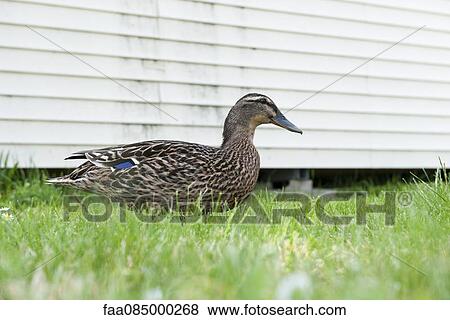 Duck View Large Photo Image Stock Photo - Duck. Fotosearch