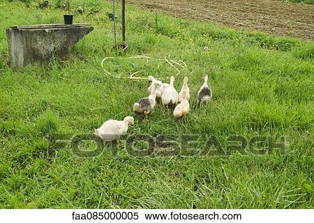 Ducklings walking through a meadow, France View Large Photo Image Stock Photography - Ducklings walking through a meadow, France. Fotosearch