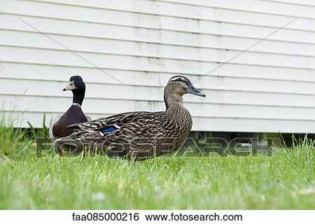 Ducks View Large Photo Image Stock Photograph - Ducks. Fotosearch