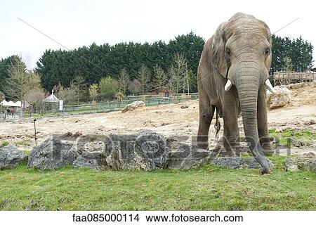 Elephant in zoo View Large Photo Image Picture - Elephant in zoo. Fotosearch