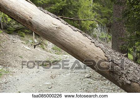 Stock Photograph - Fallen tree trunk blocking path. Fotosearch