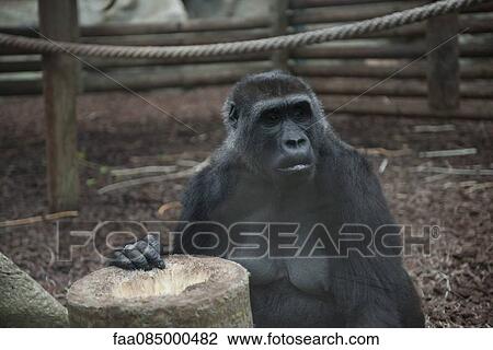 Female gorilla in zoo View Large Photo Image Stock Image - Female gorilla in zoo. Fotosearch