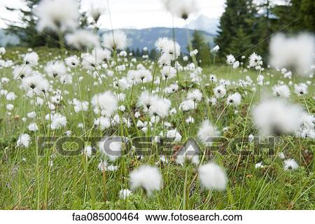 Field of hare's tail flowers, eriophorum vaginatum View Large Photo Image Picture - Field of hare's tail flowers, eriophorum vaginatum. Fotosearch