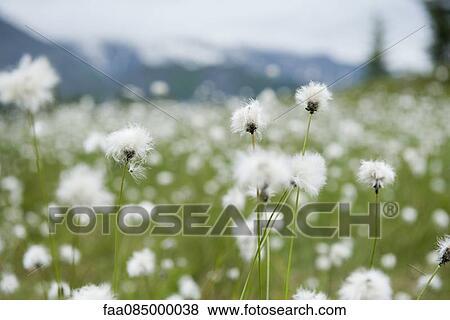 Field of hare's tail flowers, eriophorum vaginatum View Large Photo Image Stock Photo - Field of hare's tail flowers, eriophorum vaginatum. Fotosearch