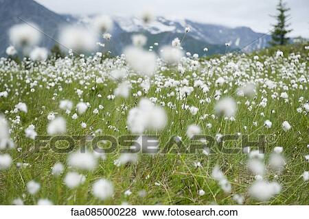Field of hare's tail flowers, eriophorum vaginatum View Large Photo Image Stock Photo - Field of hare's tail flowers, eriophorum vaginatum. Fotosearch