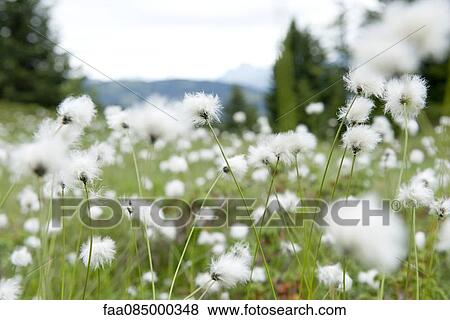 Field of hare's tail flowers, eriophorum vaginatum View Large Photo Image Stock Photo - Field of hare's tail flowers, eriophorum vaginatum. Fotosearch